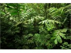 jungle jungle