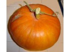 Courge Courge