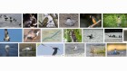 oiseaux de Loire oiseaux de Loire
