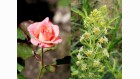 La rose et le réséda La rose et le réséda