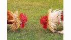 Poule1 Poule1