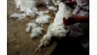 Peta - video lapins angora Peta - video lapins angora