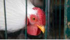 poule illustration poule illustration