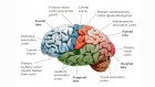 cerveau cerveau