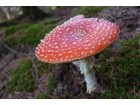 champignon Corrèze champignon Corrèze