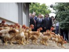 poulets Sarkozy Fillon poulets Sarkozy Fillon