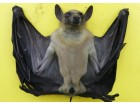 chauve-souris chauve-souris