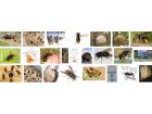 frelon asiatique Google news frelon asiatique Google news
