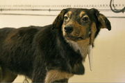 chien pavlov