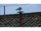 mouette sixtine mouette sixtine