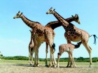 girafes girafes