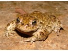 crapaud crapaud