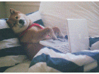 Chien écrit Chien écrit