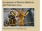 girafe Marius girafe Marius
