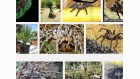 mygales et yuccas mygales et yuccas
