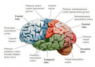 cerveau
