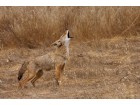 Coyote hurlement Coyote hurlement