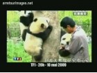 Panda chine TF1 Panda chine TF1