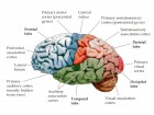 cerveau cerveau